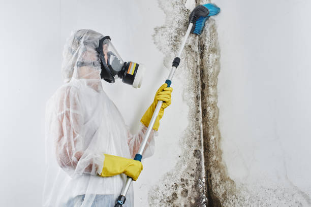 Mold Testing and Removal in Rainbow Springs, FL