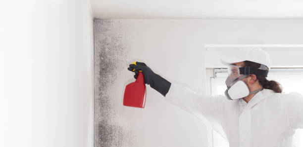 Best Mold Damage Repair  in Rainbow Springs, FL