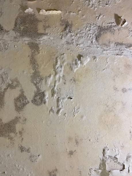 Best Professional Mold Removal  in Rainbow Springs, FL