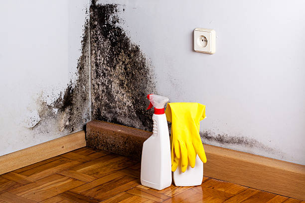 Best Fast Mold Removal  in Rainbow Springs, FL